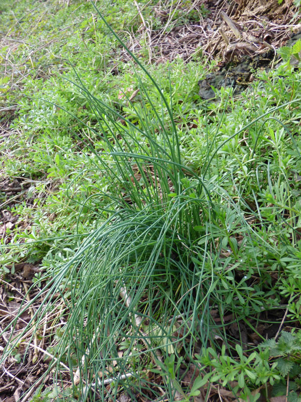 Allium vineale